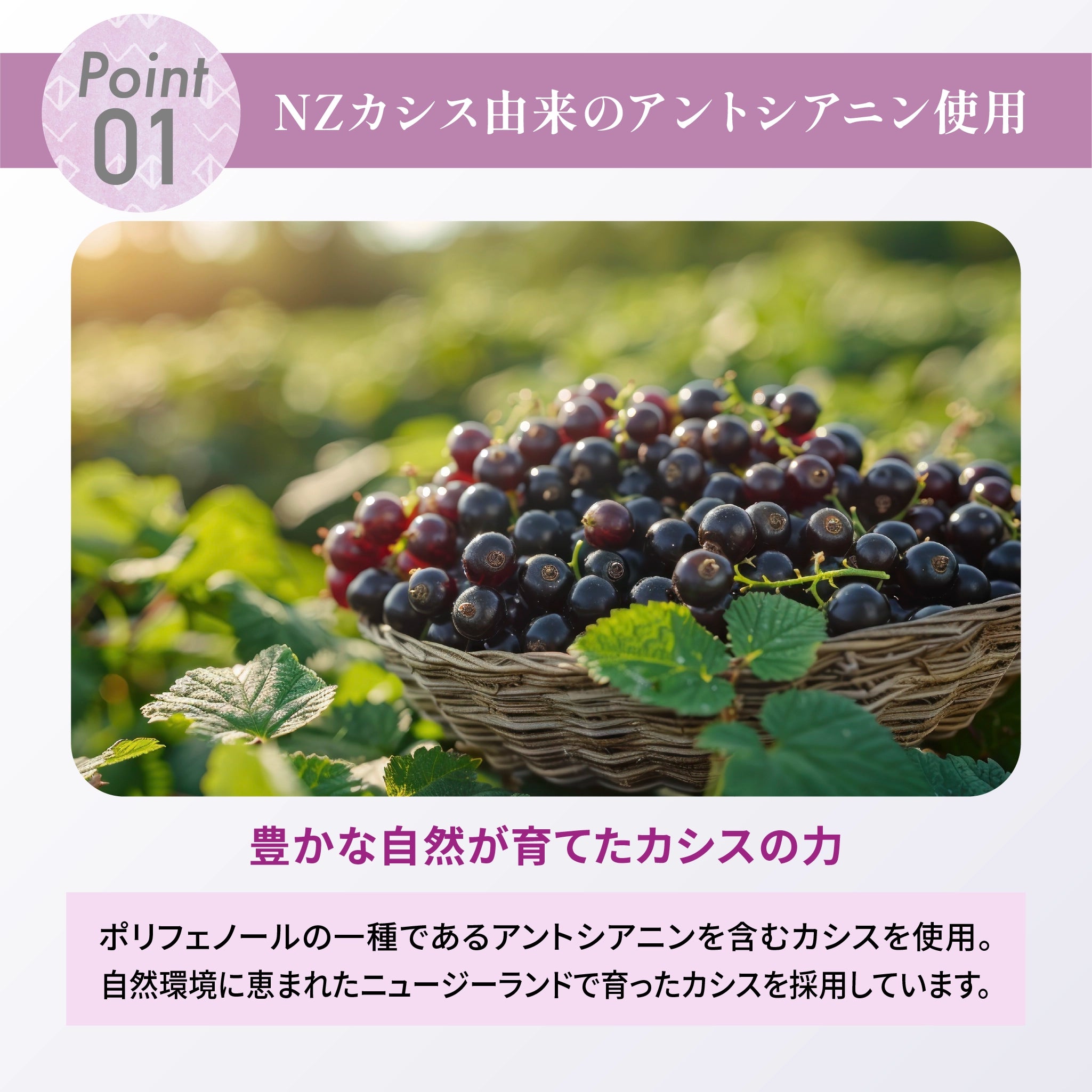 ★初回限定1箱おまけ★【定期購入】わたしのカシス